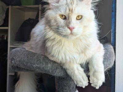 Purebred adult Maine Coon male cat *Neutered*