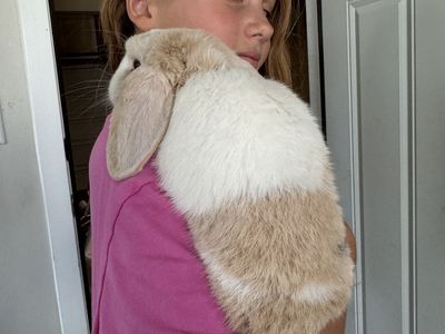2 bunnies with cage