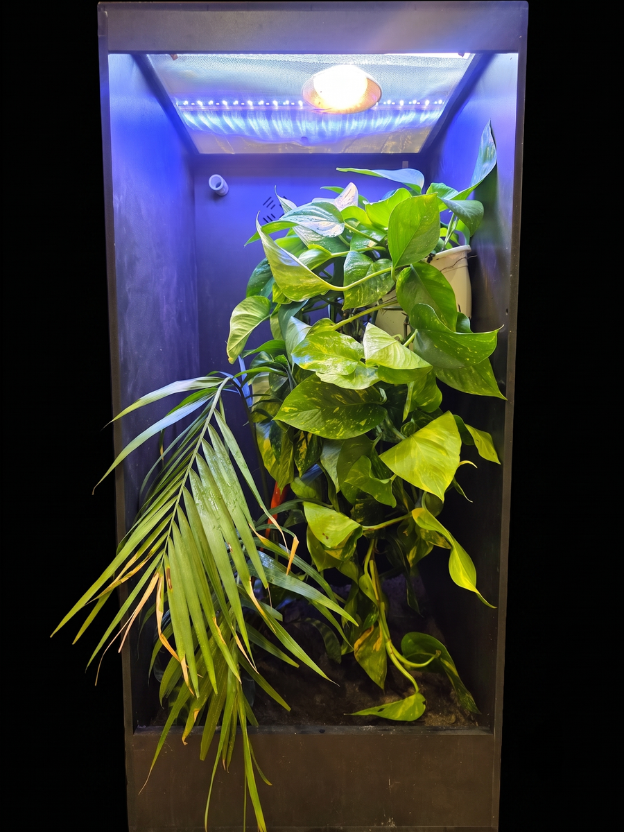 The Ultimate Bioactive Chameleon Condo – Fully Automated & Utah-Proof!