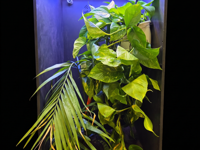 The Ultimate Bioactive Chameleon Condo – Fully Automated & Utah-Proof!