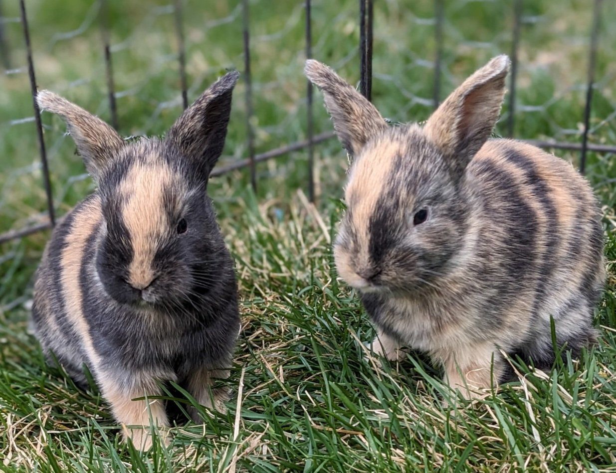 Japanese Harlequin Bunny Rabbit Kits