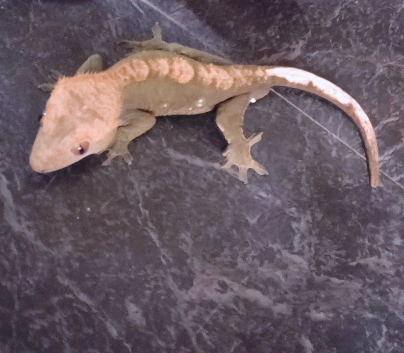 Adult Male Crested Gecko