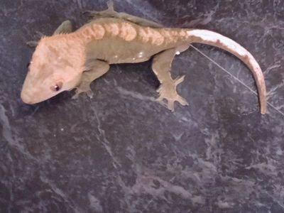Adult Male Crested Gecko
