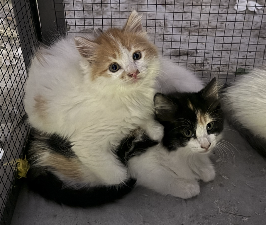2 beautiful cats ready for their new home!