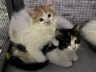 2 beautiful cats ready for their new home!
