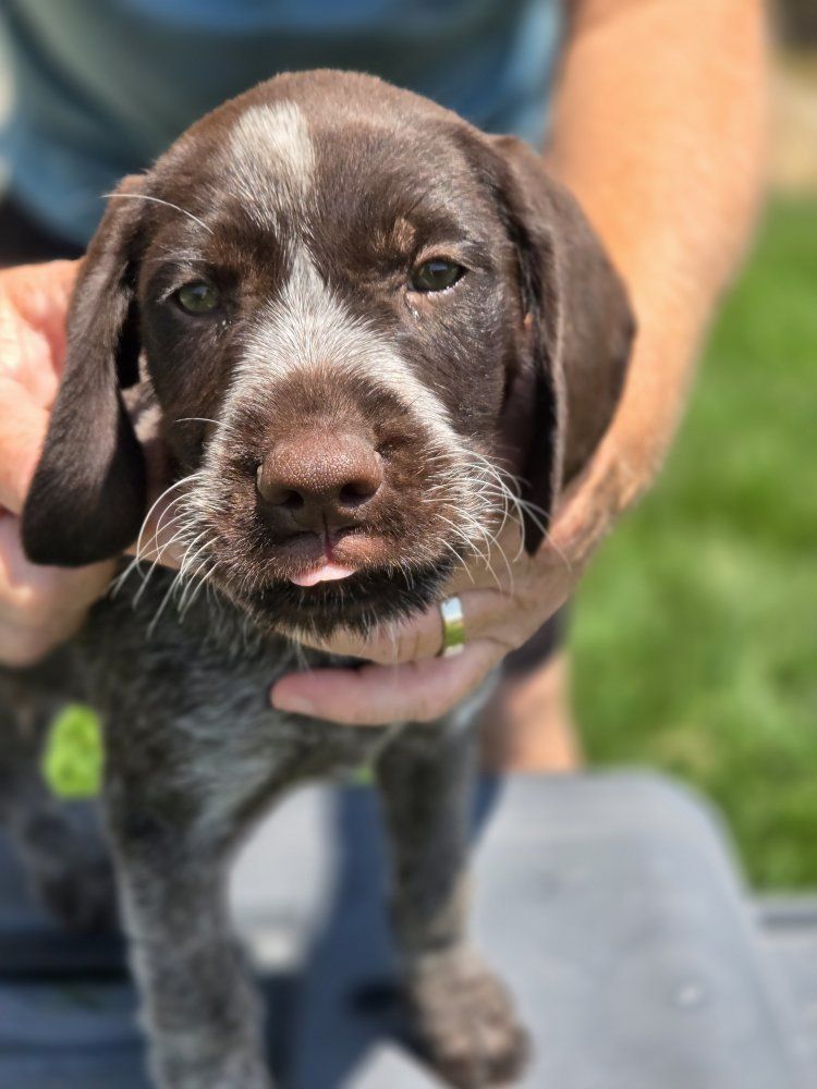 German Wirehaired Pointer pups