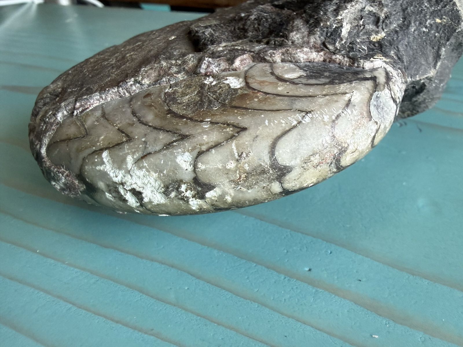 Natural Ammonite Fossil Specimen for Collection