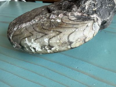 Natural Ammonite Fossil Specimen for Collection