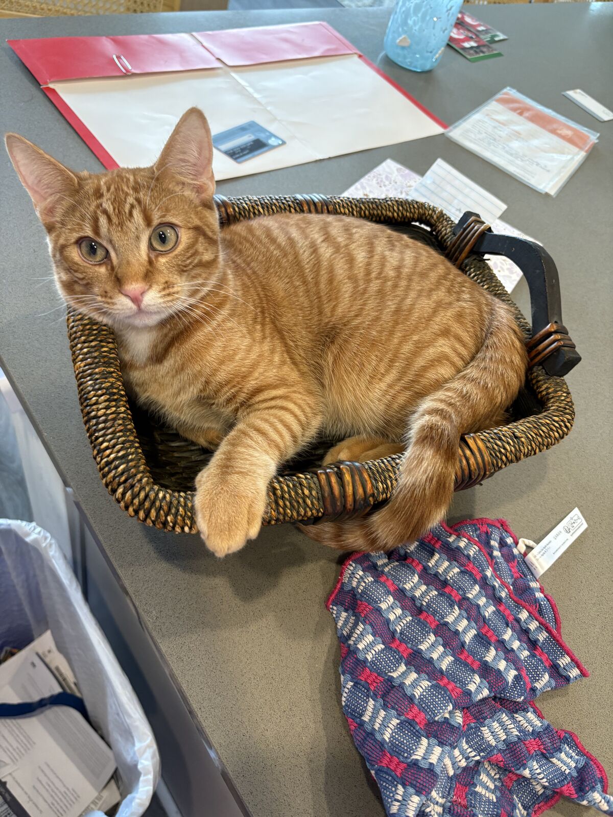 Orange kitty 11 months old