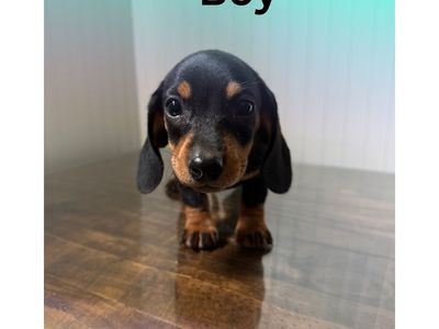 Dachshund Puppies