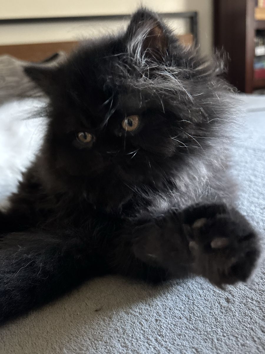 Purebred Persian and Exotic kittens 