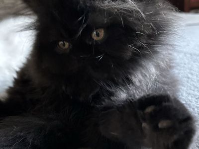 Purebred Persian and Exotic kittens