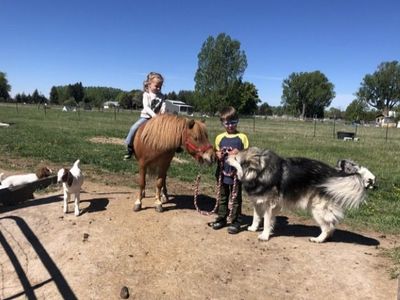 Kid Friendly Pony
