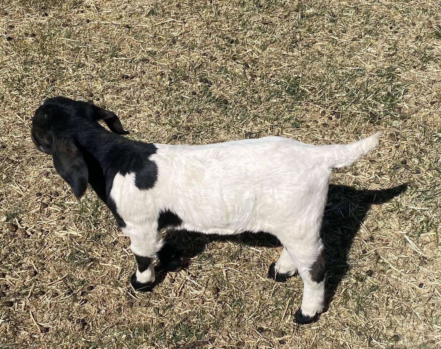 Boer goats for sale