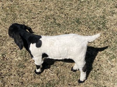 Boer goats for sale