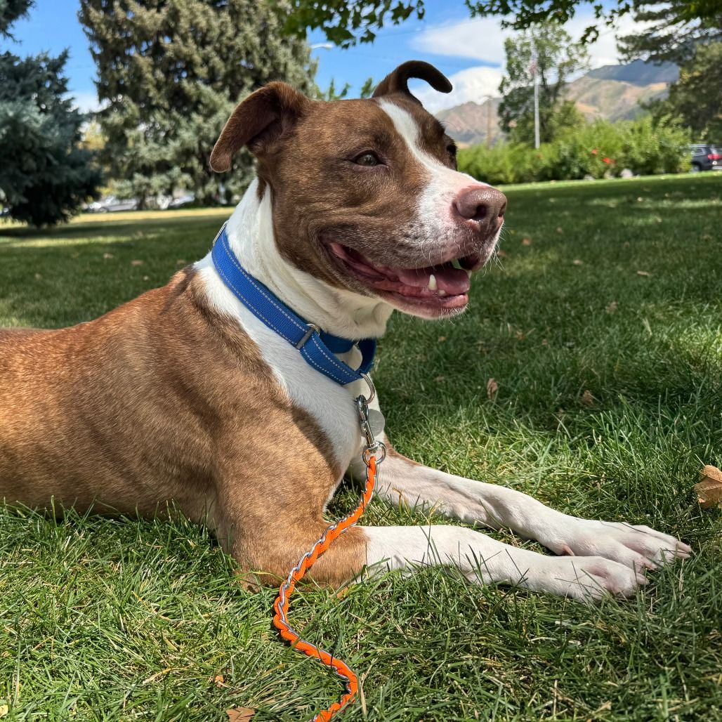 Hello my name is Dino