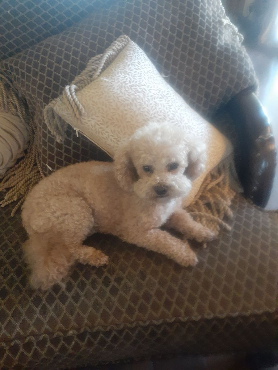 Purebred adult Toy Poodle