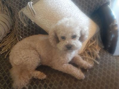Purebred adult Toy Poodle