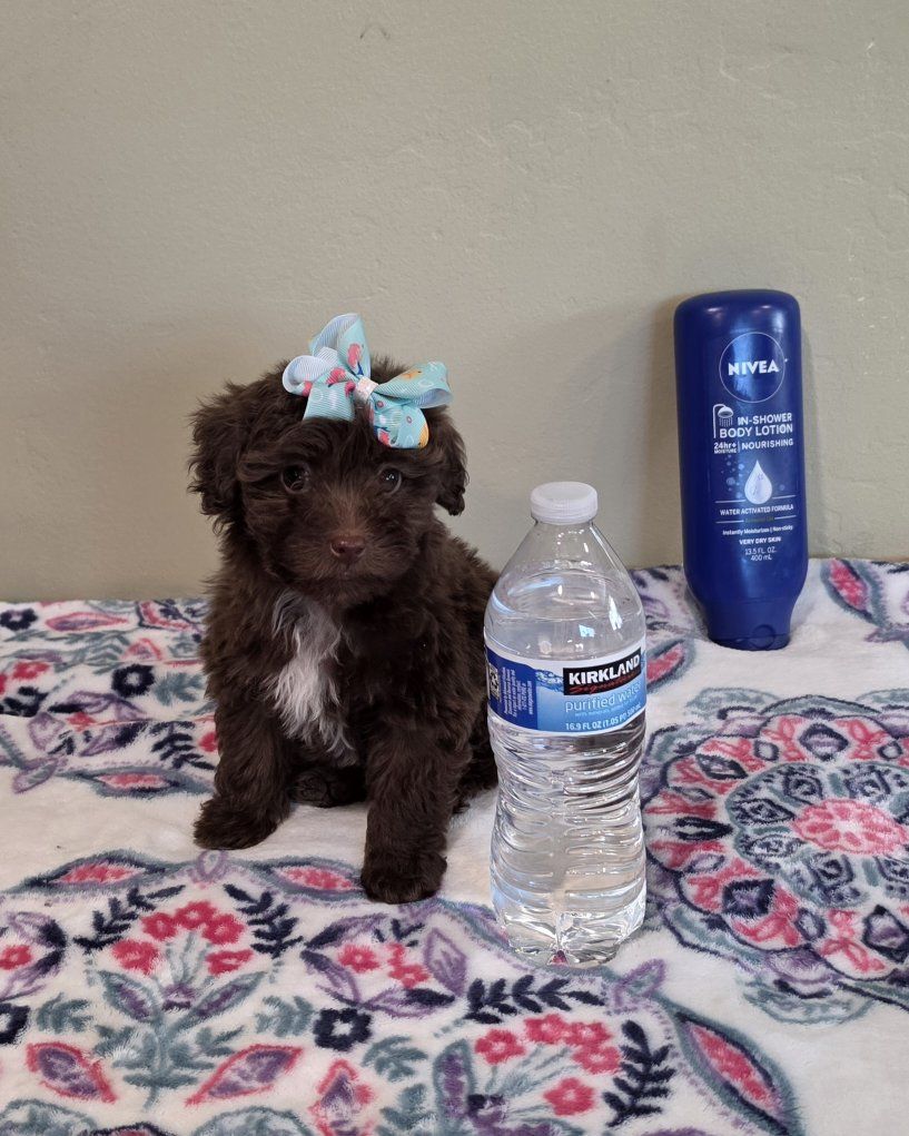 LAST FEMALE Adorable Maltipoo Puppies - Your New Best Friend Awaits!