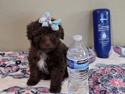 LAST FEMALE Adorable Maltipoo Puppies - Your New Best Friend Awaits!