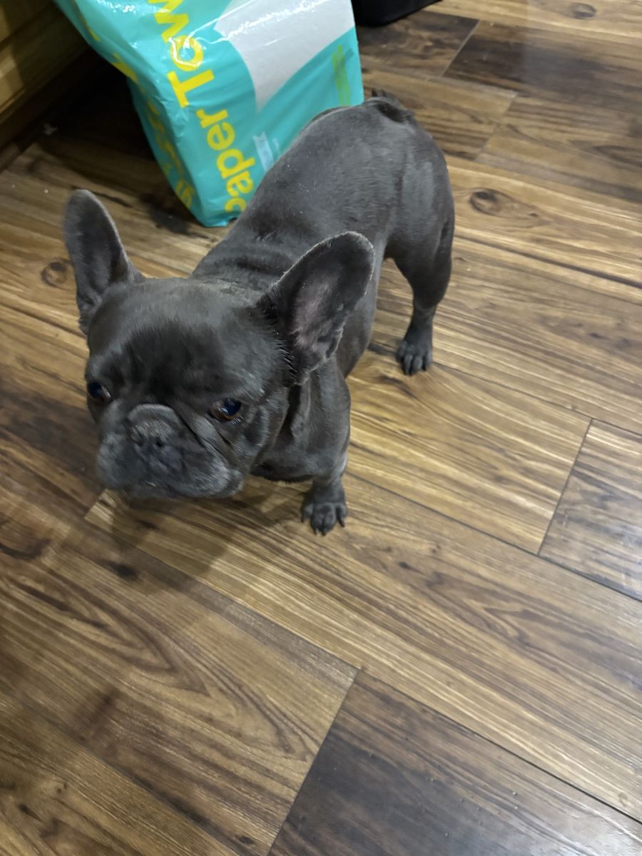 FEMALE FRENCH BULLDOG (3yrs Old)