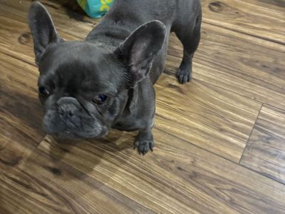FEMALE FRENCH BULLDOG (3yrs Old)