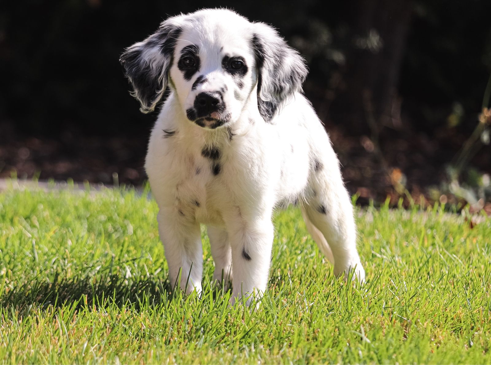 Dalmatian Puppy