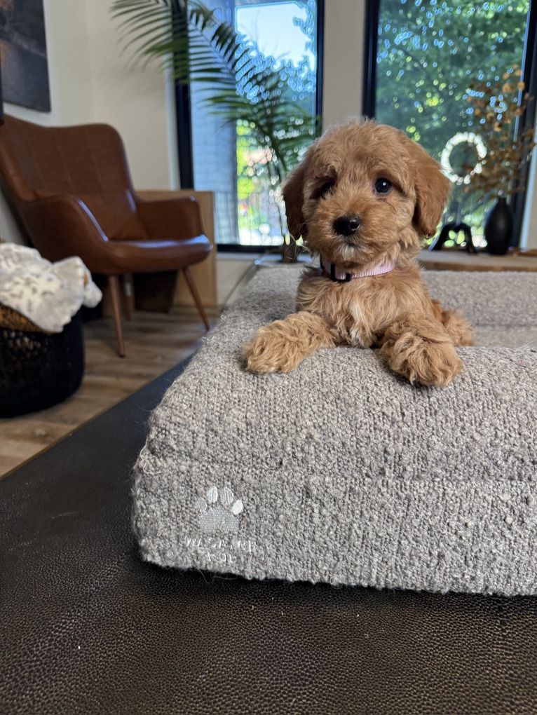 Darling TIny Goldendoodle Puppies