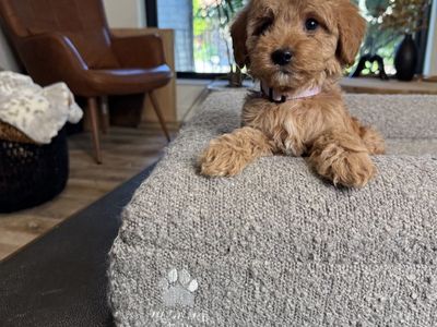 Darling TIny Goldendoodle Puppies