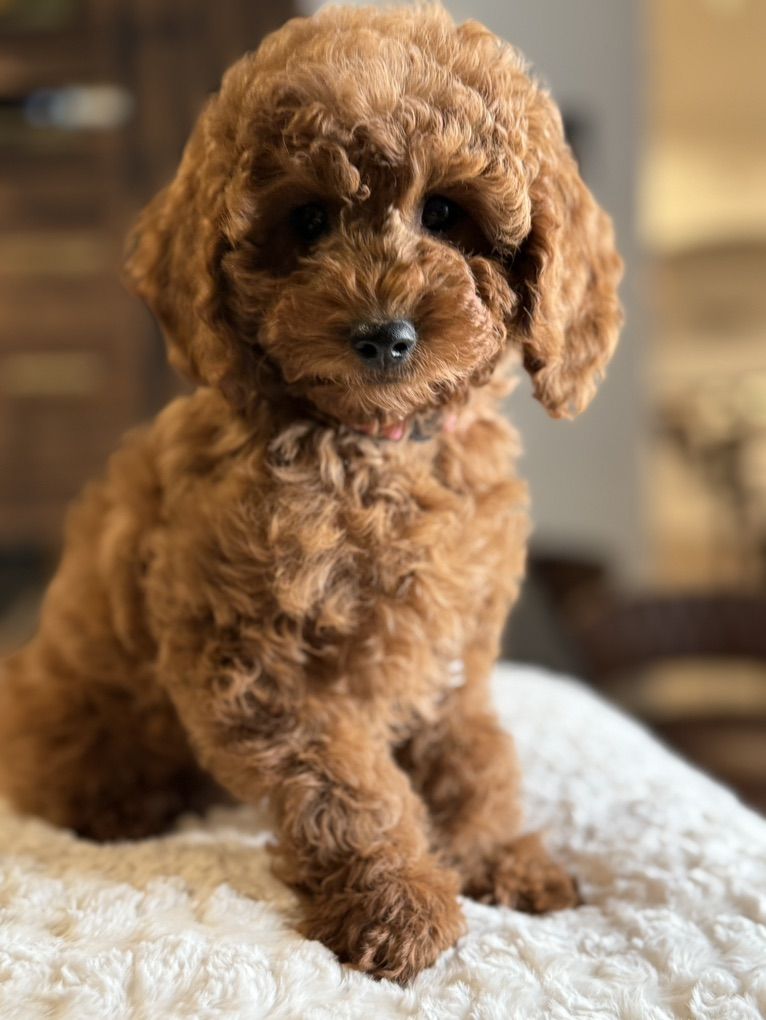 Stunning Trained Mini Goldendoodle Girls