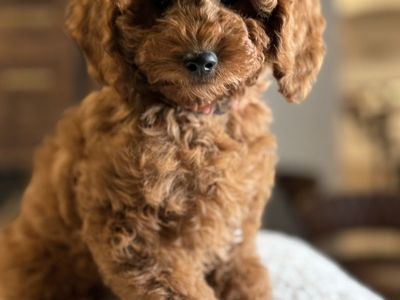 Stunning Trained Mini Goldendoodle Girls