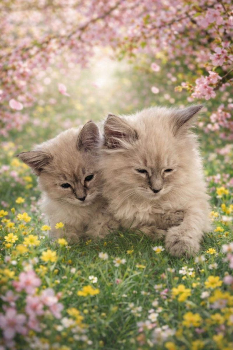 Cherry & Strawberry - Kittens Available for Adoption