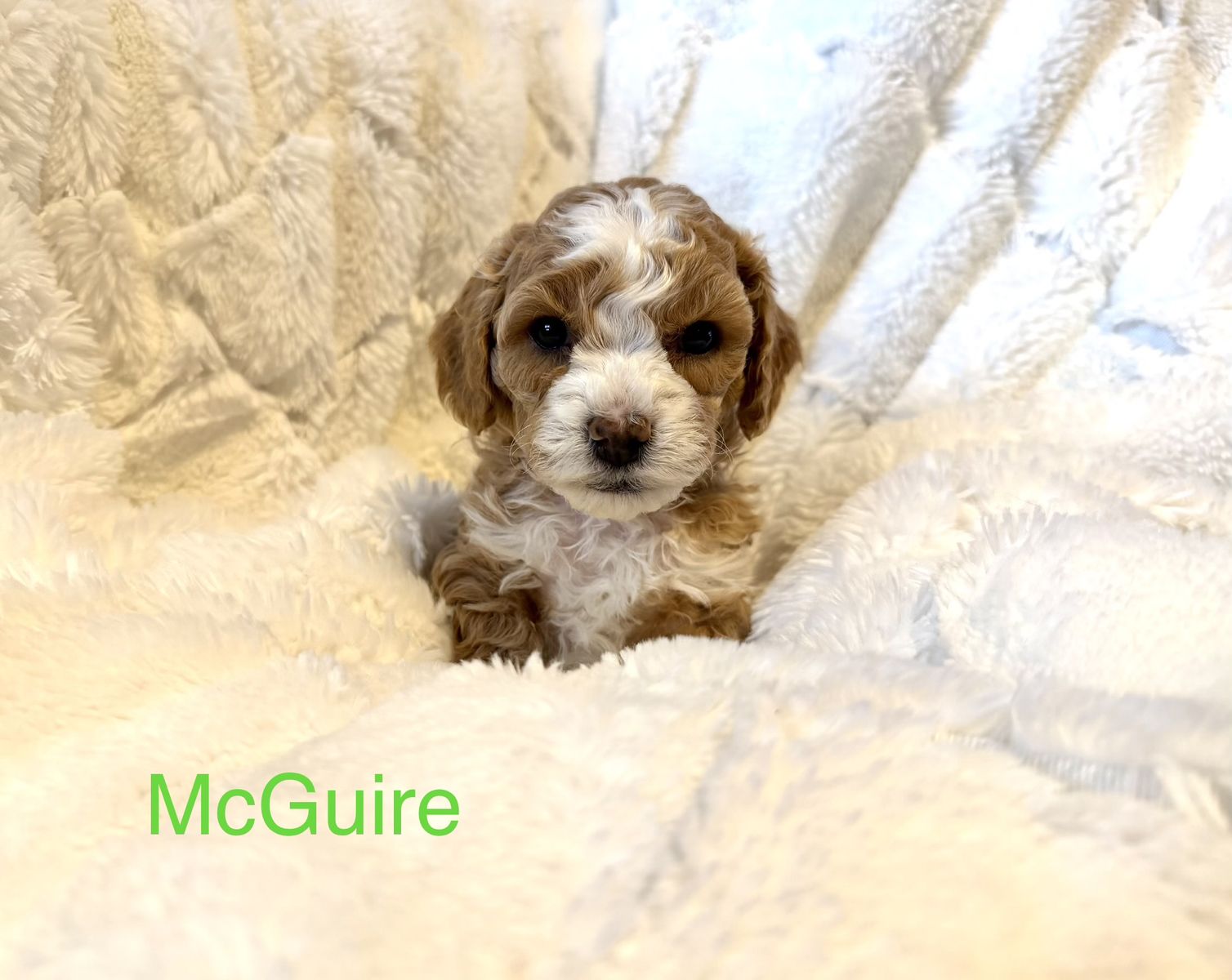 Perfect Puppies Goldendoodle 8 weeks MUST MEET!!