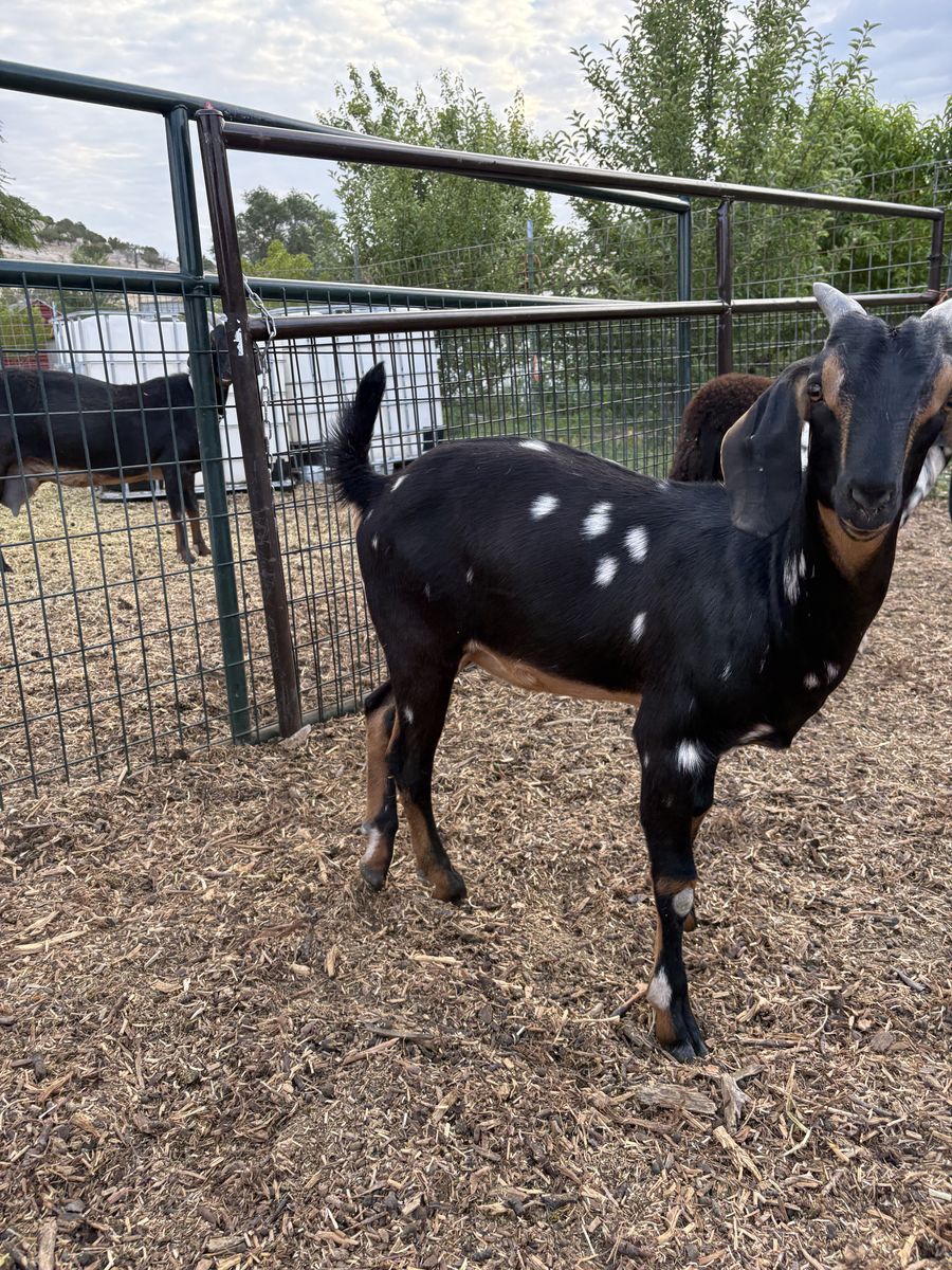 Nubian Milk Goats Doelings