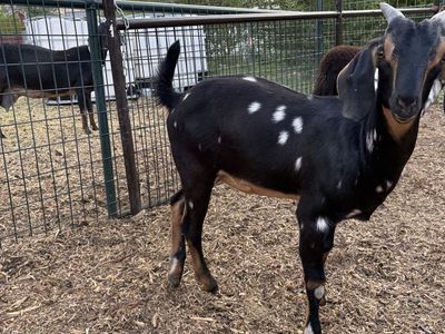 Nubian Milk Goats Doelings