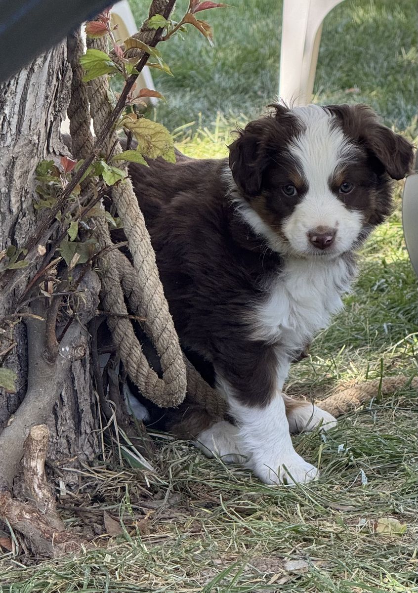 Pure Bred Mini Aussie Puppies