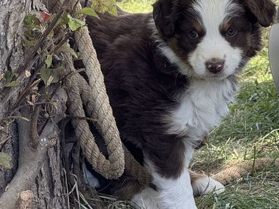 Pure Bred Mini Aussie Puppies