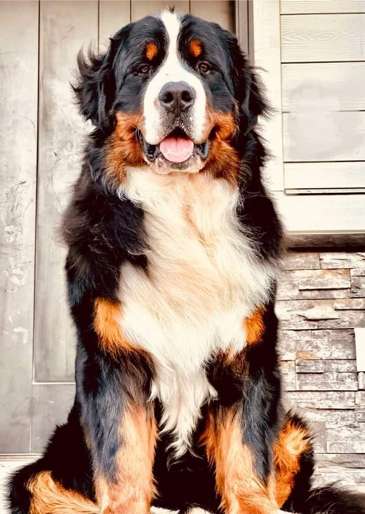 AKC Bernese Mountain Dog Stud