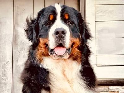 AKC Bernese Mountain Dog Stud