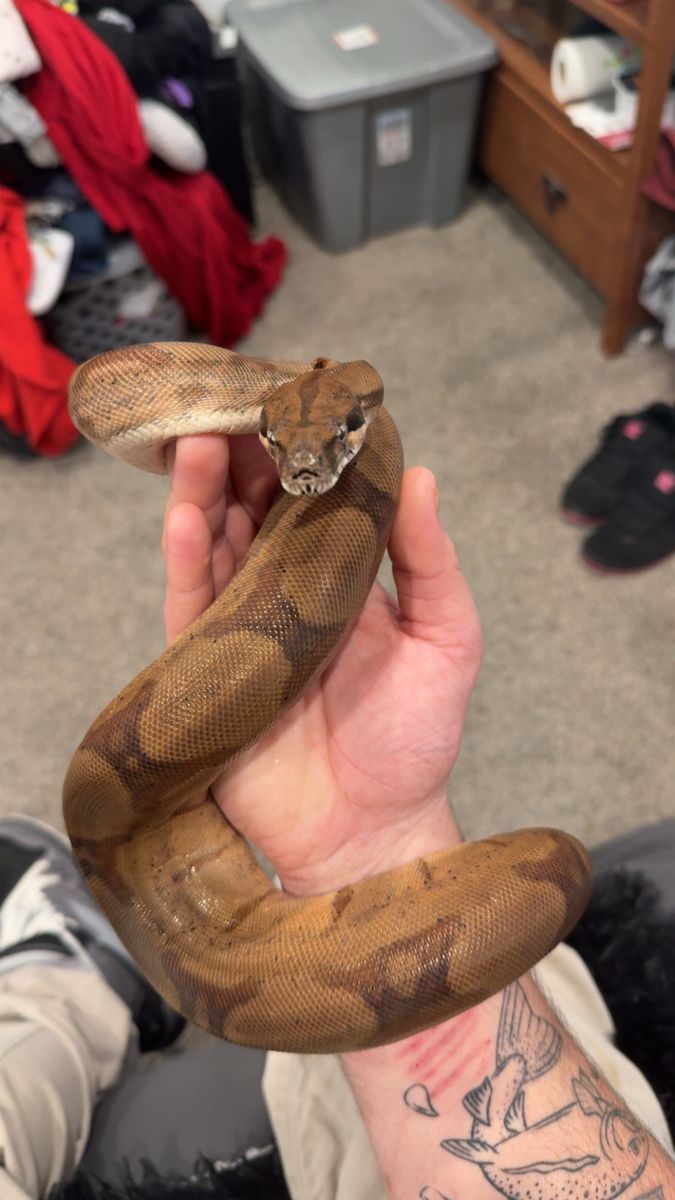 Hypo jungle boa