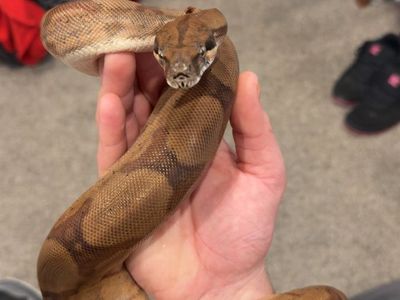 Hypo jungle boa