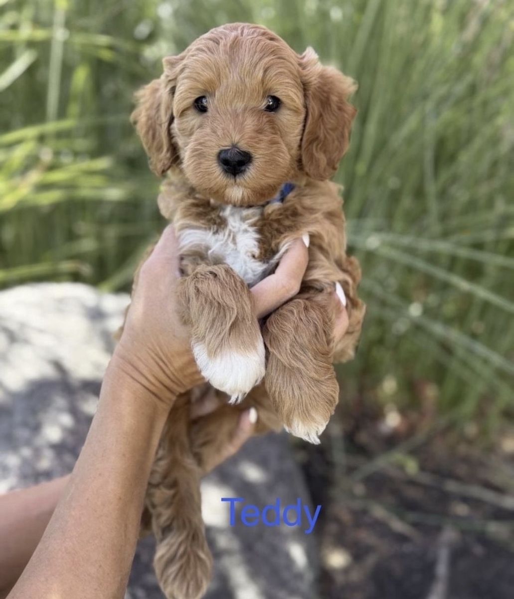 MINI GOLDENDOODLE PUPPY PICK OF THE LITTER