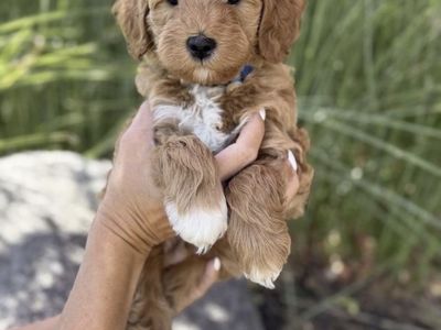 MINI GOLDENDOODLE PUPPY PICK OF THE LITTER