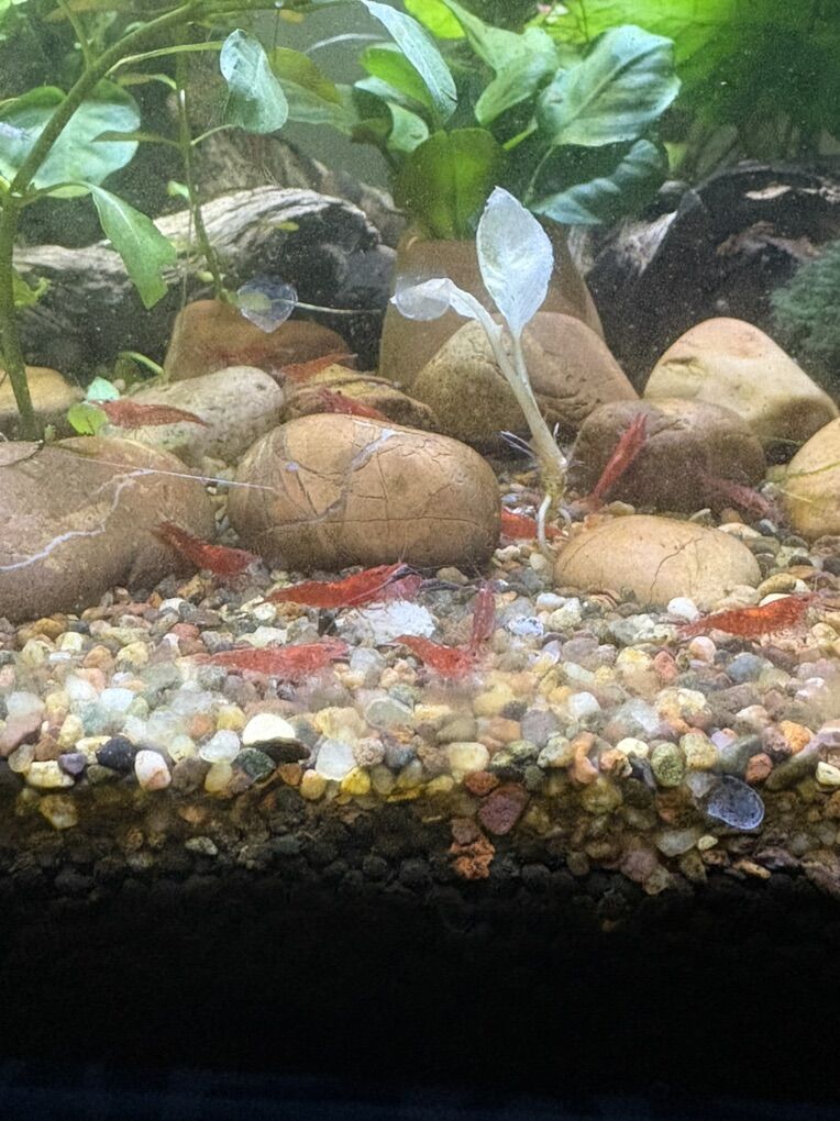 Cherry Shrimp!