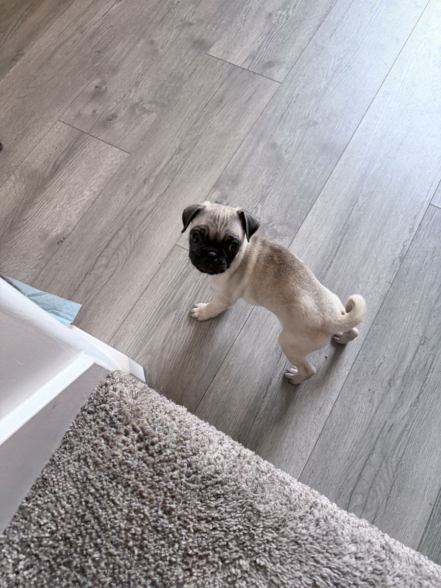Purebred Pug Puppy | Only One Left | Mini Toy Breed