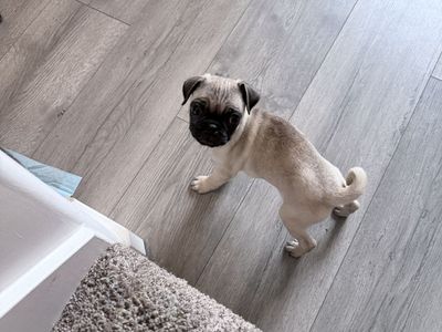 Purebred Pug Puppy | Only One Left | Mini Toy Breed