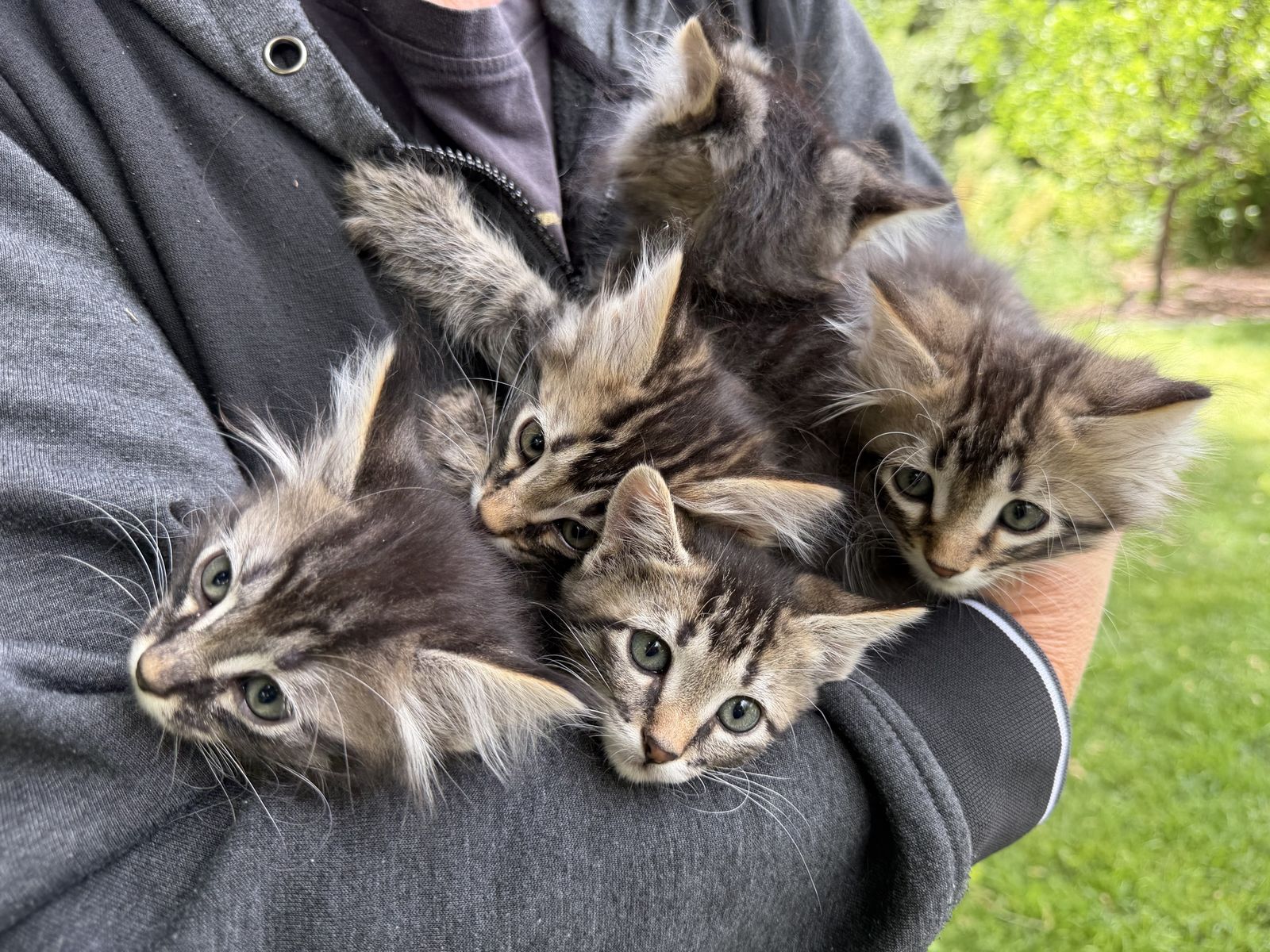 Tiger striped kittens, great mousers!