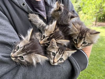 Tiger striped kittens, great mousers!