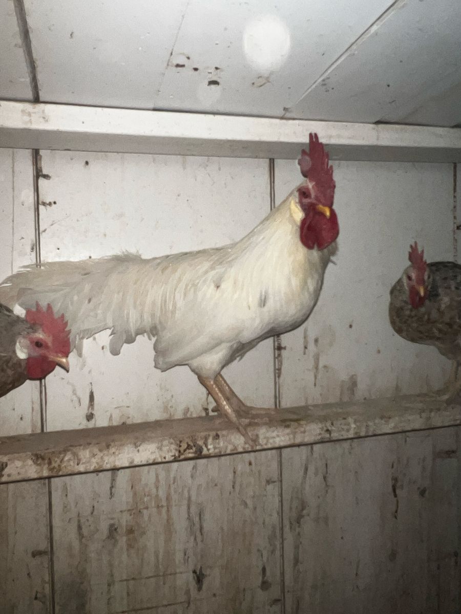 Rare 55 Flowery Hen Rooster – Coop Ready!