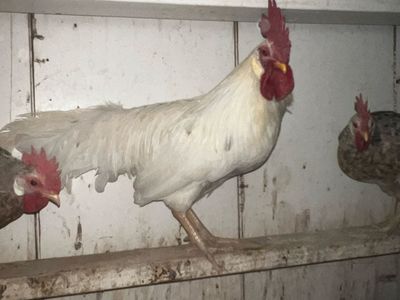 Rare 55 Flowery Hen Rooster – Coop Ready!